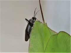 Orthocephalus saltator