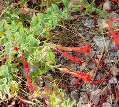 Epilobium canum