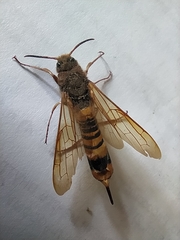 Tremex fuscicornis