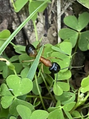 Camponotus consobrinus