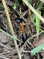 Camponotus consobrinus
