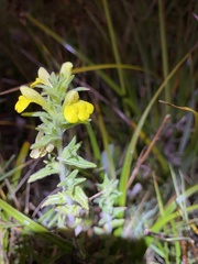 Bellardia viscosa