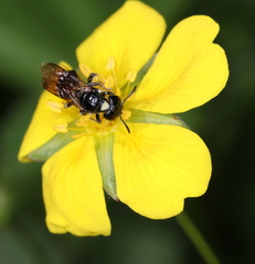 Ceratina cucurbitina