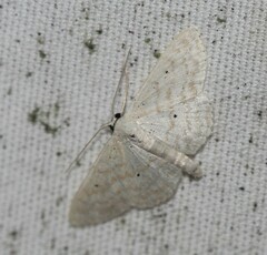 Scopula benitaria