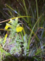 Bellardia viscosa