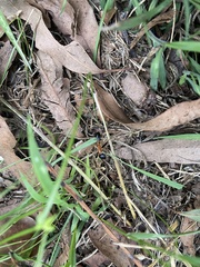 Camponotus consobrinus