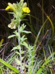 Bellardia viscosa