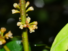 Myrsine chathamica