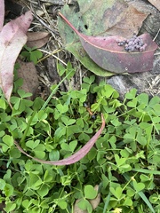 Camponotus consobrinus