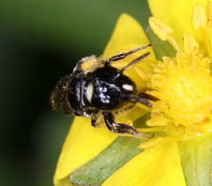 Ceratina cucurbitina