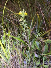 Bellardia viscosa