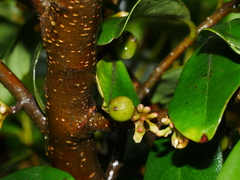Myrsine chathamica