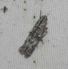 Zamagiria australella