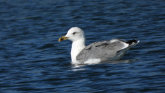 Larus armenicus