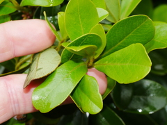Myrsine chathamica