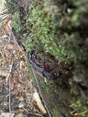 Heterobasidion annosum