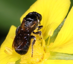 Ceratina cucurbitina