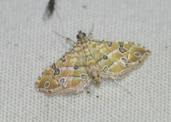 Ommatospila narcaeusalis