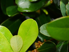 Myrsine chathamica