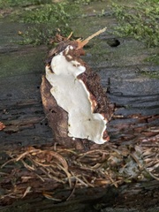 Heterobasidion annosum