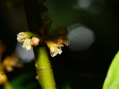 Myrsine chathamica