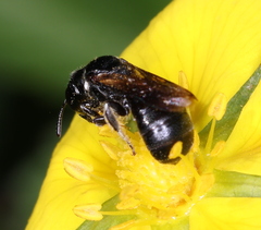 Ceratina cucurbitina