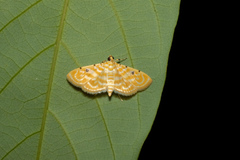 Notarcha aurolinealis