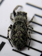 Zygoballus rufipes