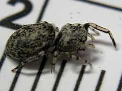 Zygoballus rufipes