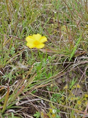 Ranunculus robertsonii