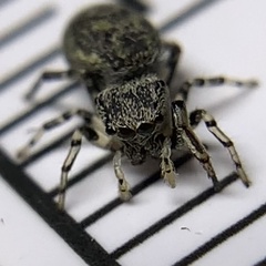 Zygoballus rufipes