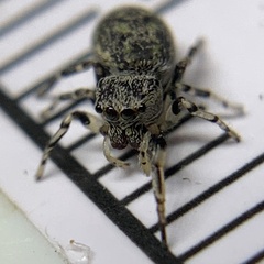 Zygoballus rufipes