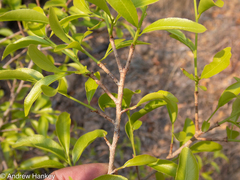 Ochna pretoriensis