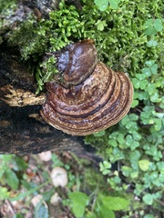 Ganoderma adspersum