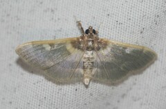 Apilocrocis brumalis