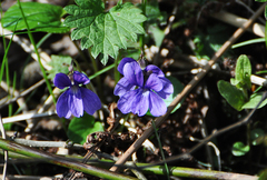 Viola odorata