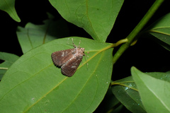 Condica illecta