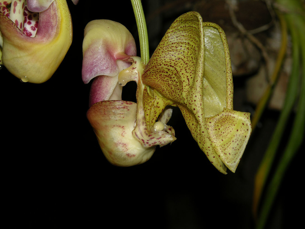 Coryanthes picturata (Orquídeas de Selvas tropicales húmedas) · iNaturalist