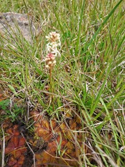 Stackhousia subterranea