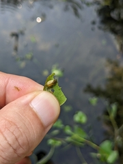 Acentropinae