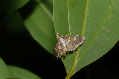 Glyphodes bicolor
