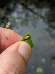 Acentropinae
