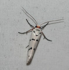 Enaemia atrolinea