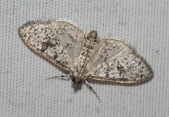 Palpita