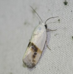 Acontiini