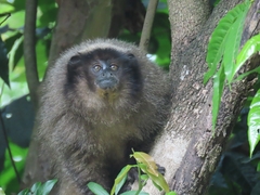 Callicebus nigrifrons