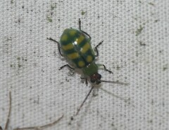 Diabrotica balteata