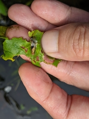 Acentropinae