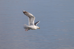 Larus schistisagus