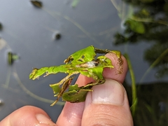 Acentropinae